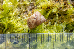 Steromphala cineraria