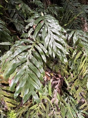 Blechnum colensoi