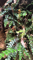 Blechnum membranaceum