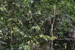 Psychotria grandis