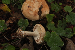 Leucocortinarius bulbiger