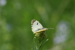 Anthocharis damone eunomia