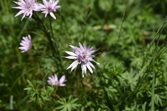 Scorzonera purpurea
