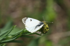 Anthocharis damone eunomia