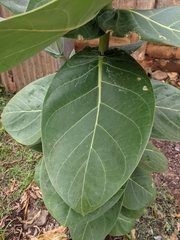 Calotropis procera image