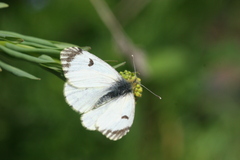 Anthocharis damone eunomia