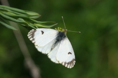 Anthocharis damone eunomia