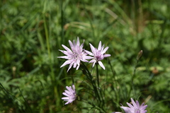 Scorzonera purpurea