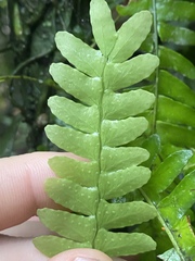 Arthropteris palisotii