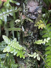 Arthropteris palisotii