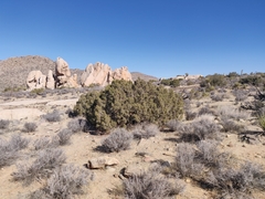 Juniperus californica