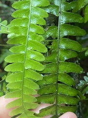Arthropteris palisotii