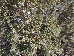 Juniperus californica