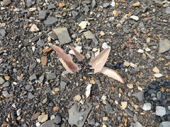 Veronica wyomingensis