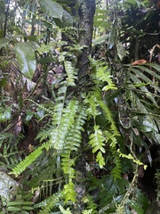 Arthropteris palisotii