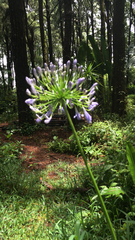 Agapanthus praecox