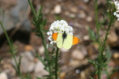 Anthocharis damone eunomia