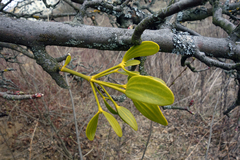 Viscum album