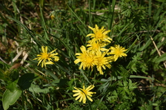Takhtajaniantha austriaca