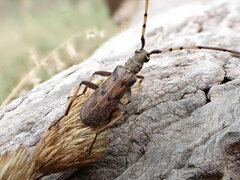 Didymocantha obliqua