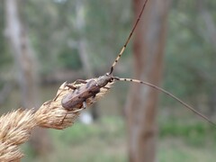 Didymocantha obliqua