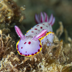 Hypselodoris bennetti