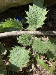 Urtica thunbergiana