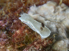 Glossodoris angasi