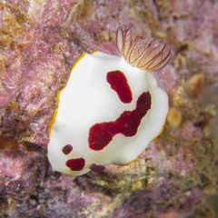 Goniobranchus splendidus