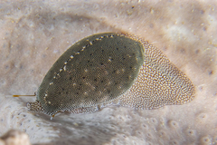 Procalpurnus lacteus