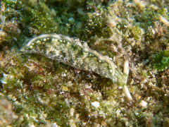 Thuridilla carlsoni