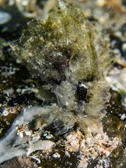 Polybranchia jensenae