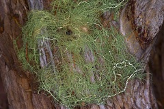 Usnea trichodea