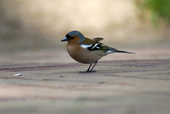 Fringilla coelebs