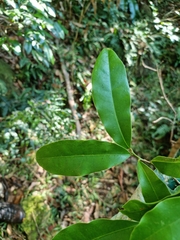 Litsea reticulata