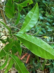 Litsea reticulata