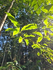 Litsea reticulata