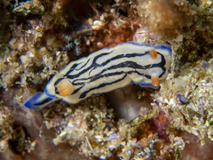 Hypselodoris maritima
