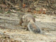 Euxerus erythropus