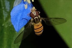 Episyrphus viridaureus