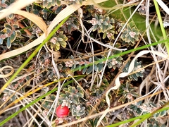 Acrothamnus colensoi