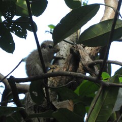 Heliosciurus gambianus