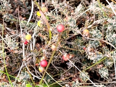 Acrothamnus colensoi