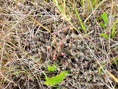 Acrothamnus colensoi