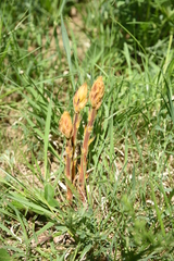 Orobanche