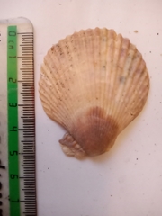 Aequipecten opercularis