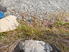 Juncus dregeanus