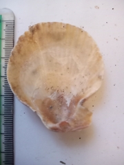 Aequipecten opercularis