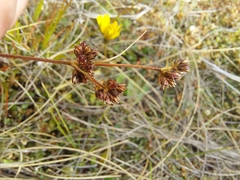 Juncus dregeanus