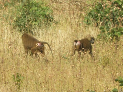 Guinea Baboon